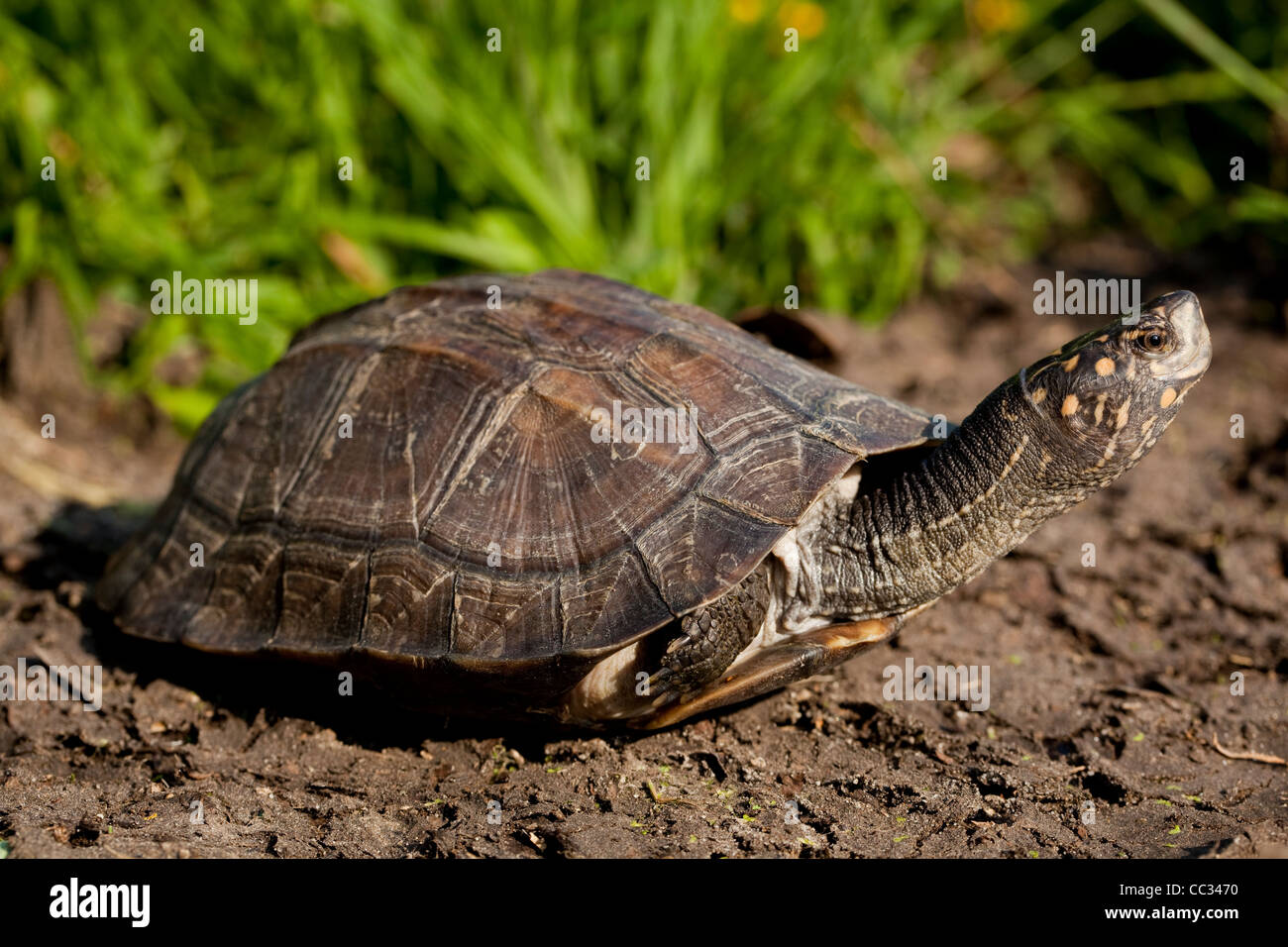 Asian or Indian Pond Terrapin, Black or Hardshelled Turtle