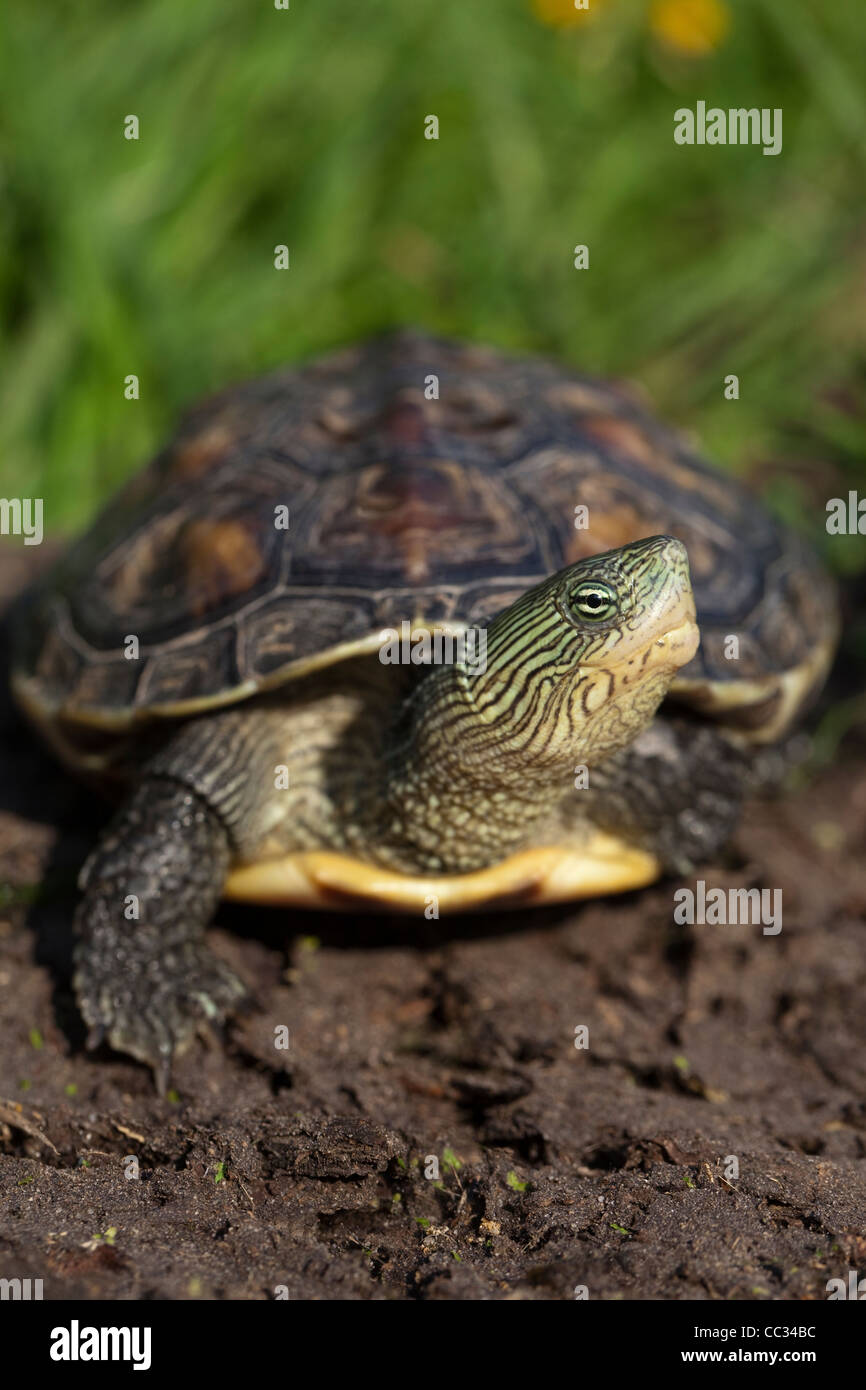 Chinese Stripe-necked Turtle (Ocadia sinensis). Adult. Stock Photo