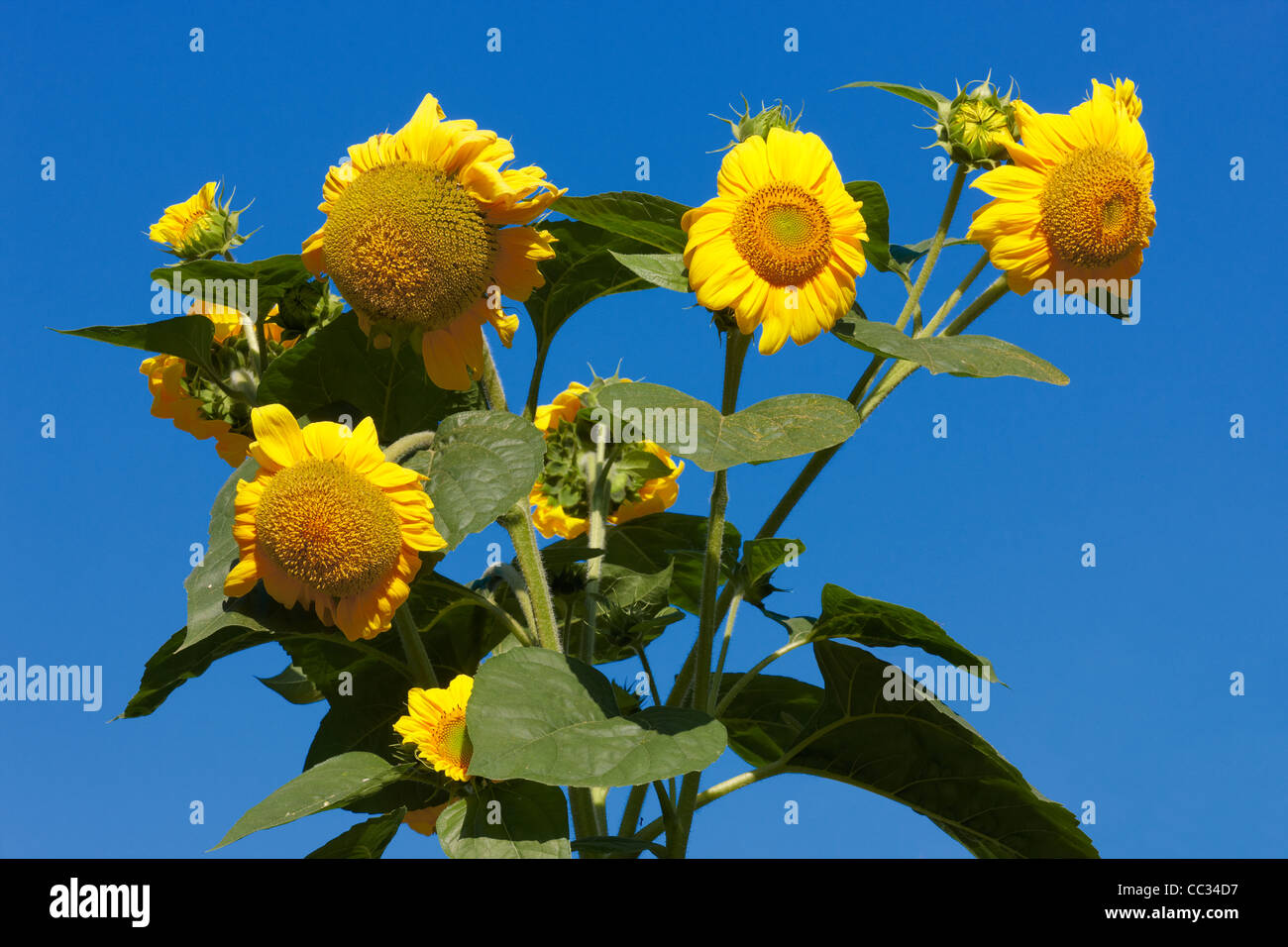 Sunflowers upon blue sky. Scientific name Helianthus annuus Stock