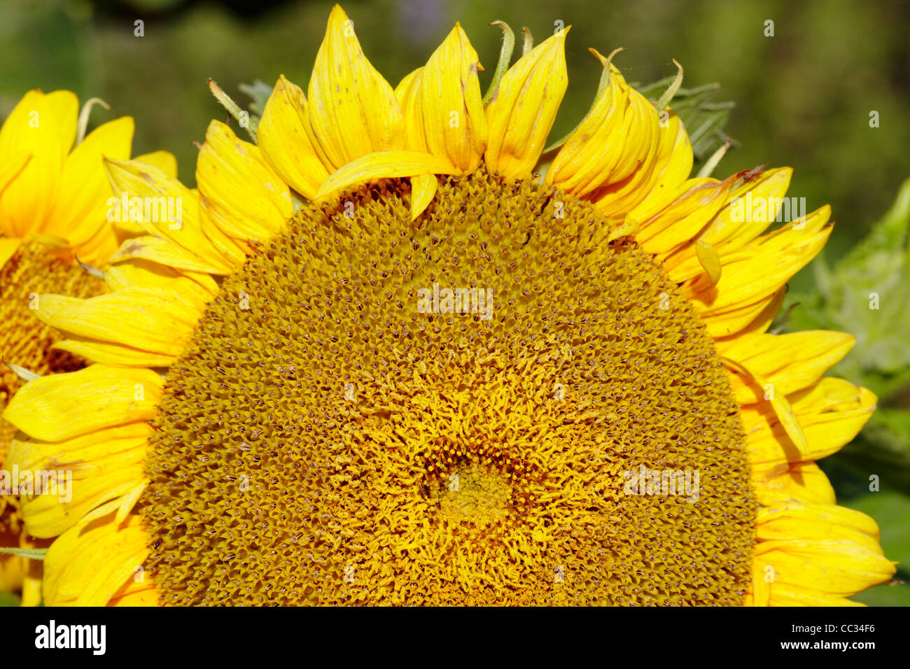 Sunflower close up. Scientific name Helianthus annuus Stock Photo Alamy