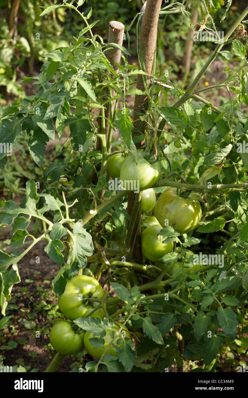 Organic tomatoes in greenhouse. Scientific name: Solanum lycopersicum, or Lycopersicon esculentum. Stock Photo