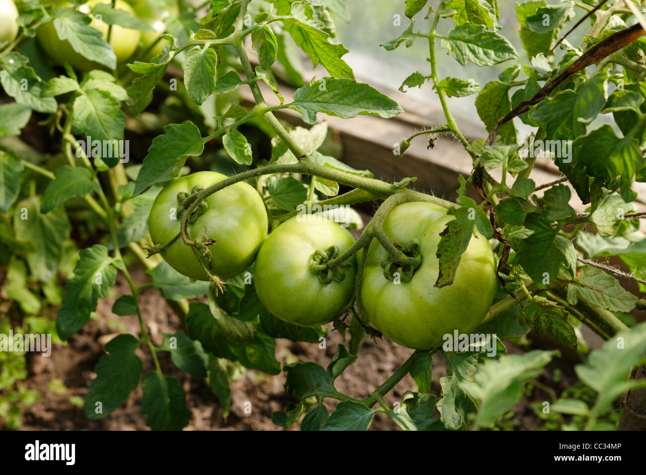 Organic tomatoes in greenhouse. Scientific name: Solanum lycopersicum, or Lycopersicon esculentum. Stock Photo