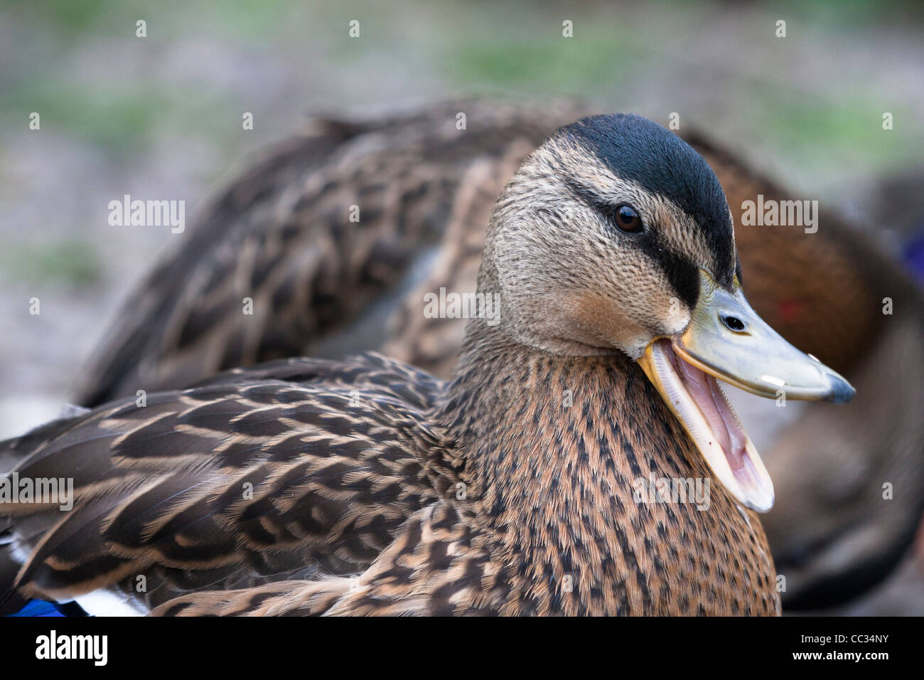 A comical close-up of a single adult female mallard duck calling or quacking. Stock Photo