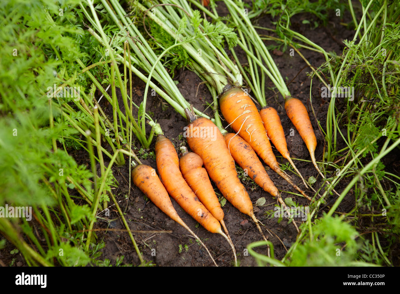 Organically grown carrots. Scientific name Daucus sativus Stock Photo