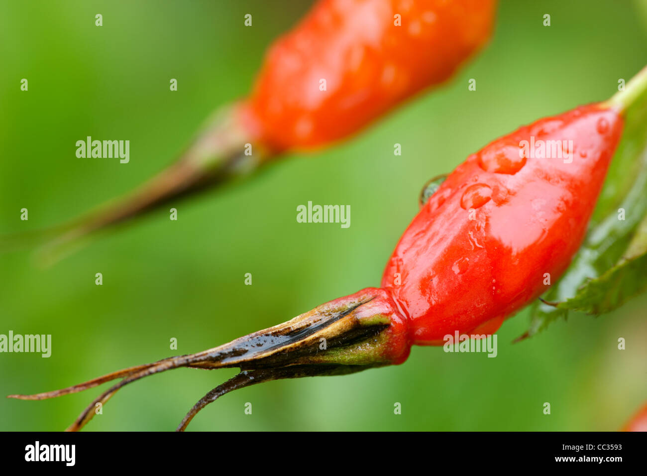 Dog rose fruits. Scientific name Rosa Canina Stock Photo Alamy