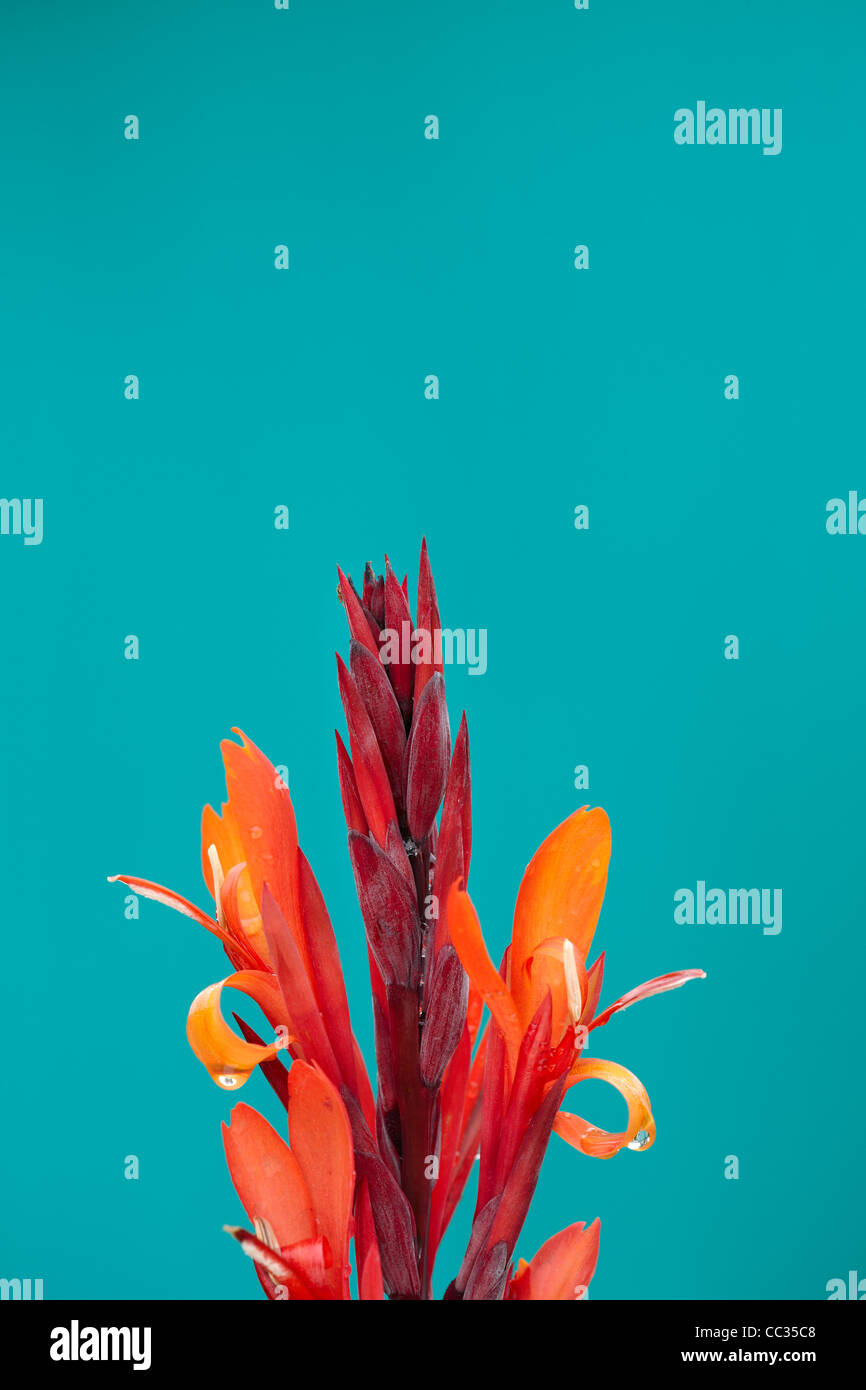 Canna lily flower close up. Scientific name Canna x Generalis Stock