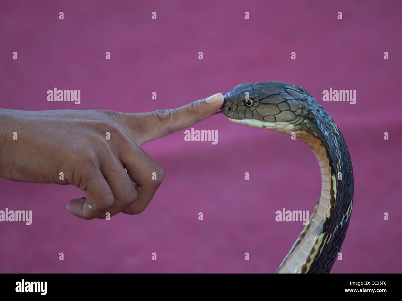 A cobra handler playing with his snake Stock Photo