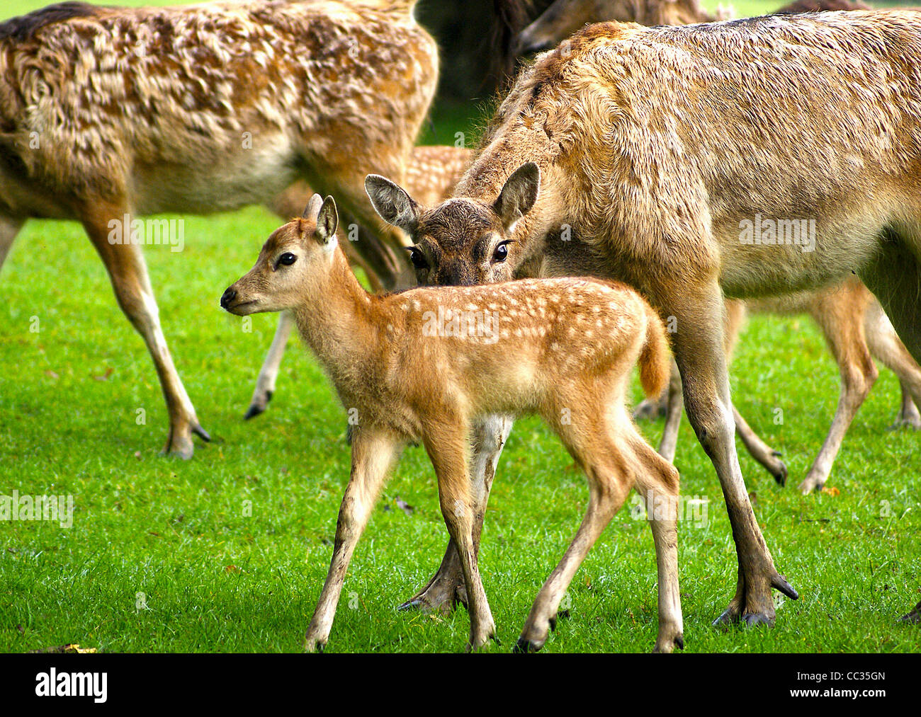 Pere David Mother and Fawn deer Stock Photo