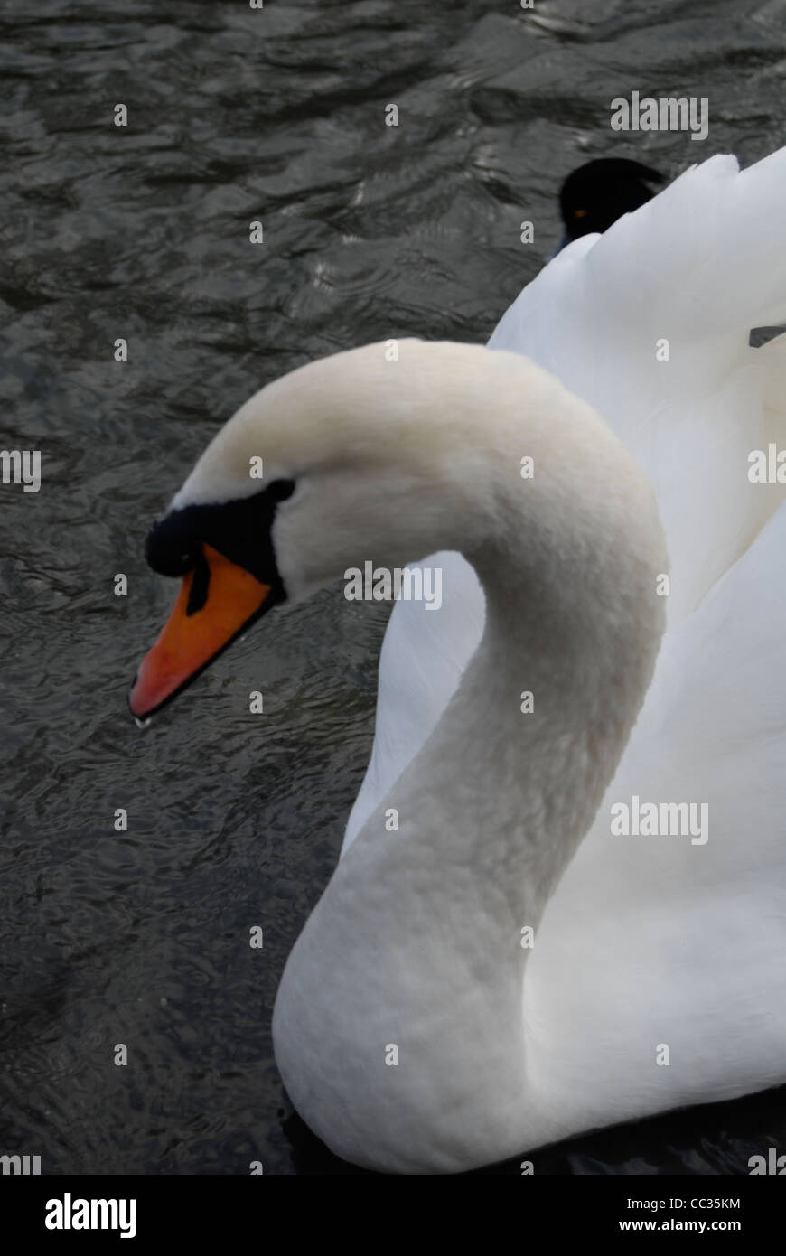 White Swan Swimming in a Pond Stock Photo - Alamy