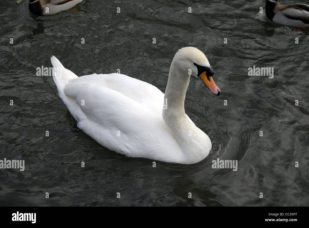 White Swan Swimming in a Pond Stock Photo - Alamy
