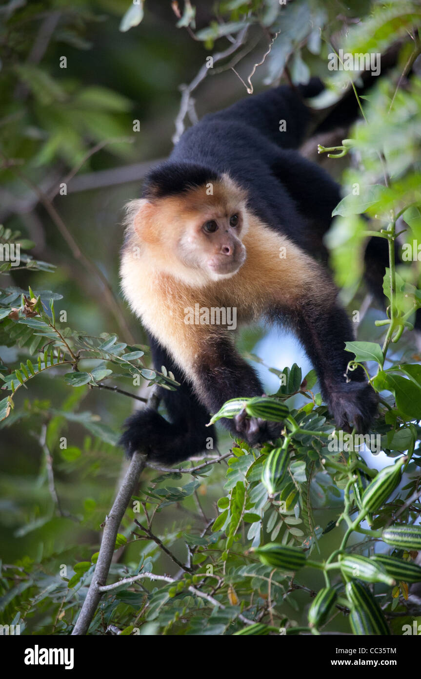 White-throated Capuchin on a small island in Gatun lake, Republic of Panama. Stock Photo