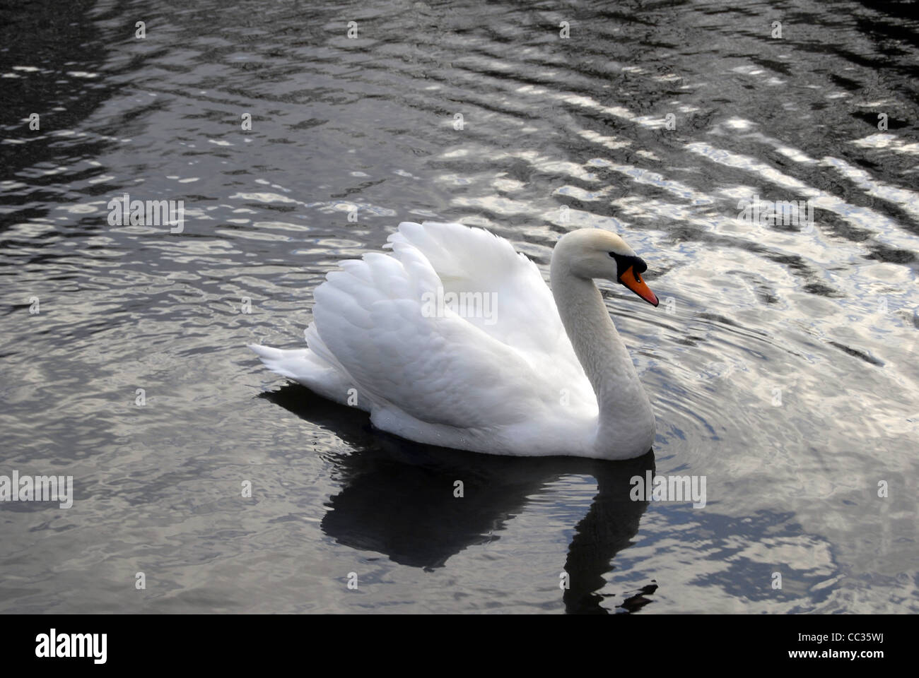 White Swan Swimming in a Pond Stock Photo - Alamy