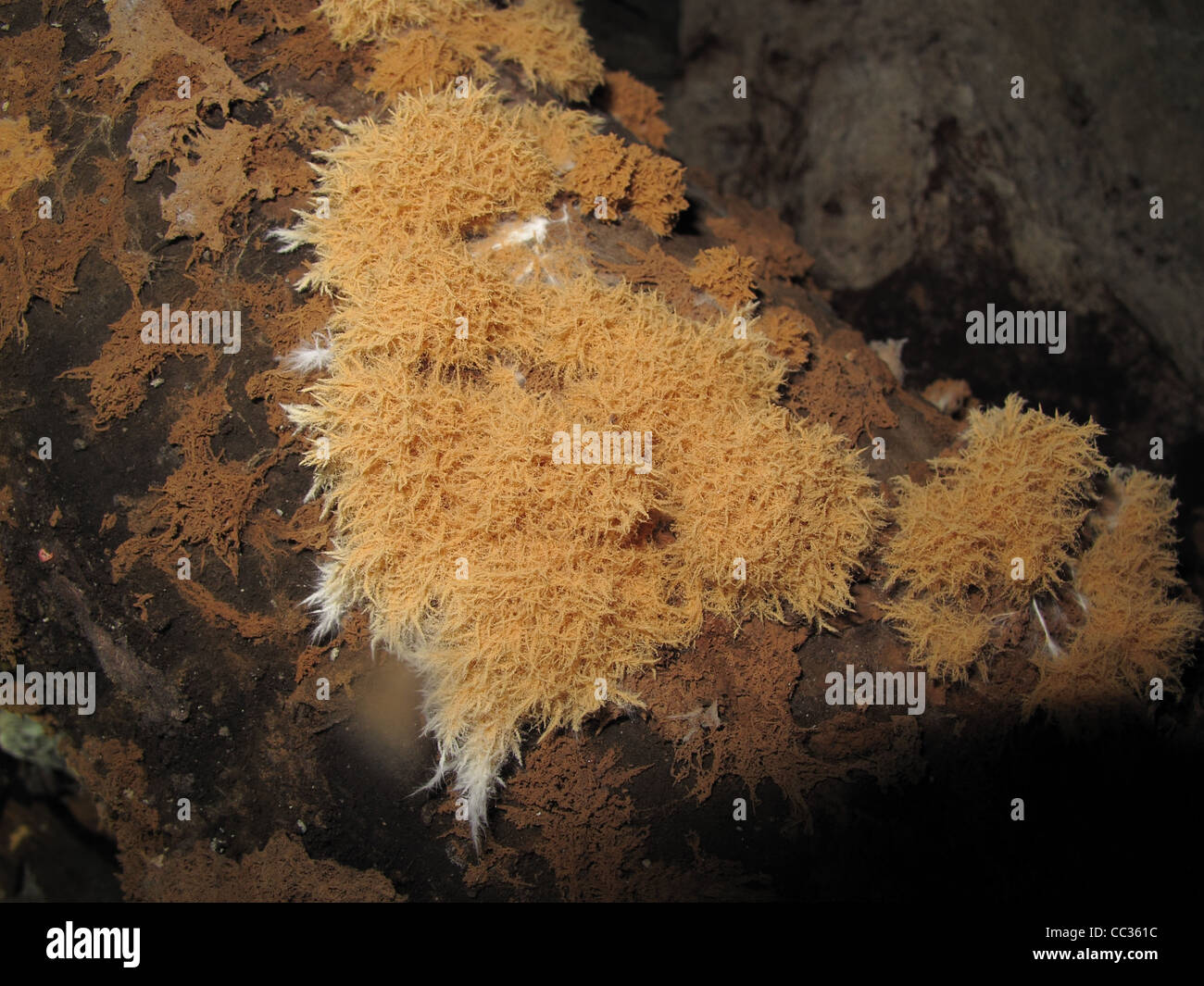 Timber fungus hires stock photography and images Alamy