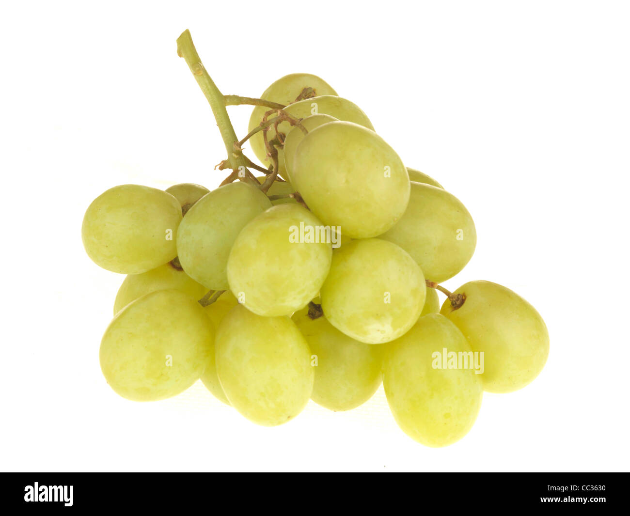 https://c8.alamy.com/comp/CC3630/bunch-of-fresh-ripe-juicy-green-grapes-isolated-against-a-white-background-CC3630.jpg