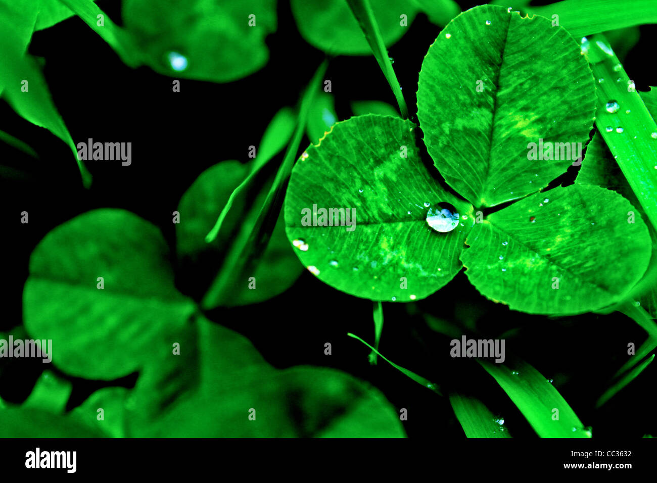 Clover with a drop of water Stock Photo