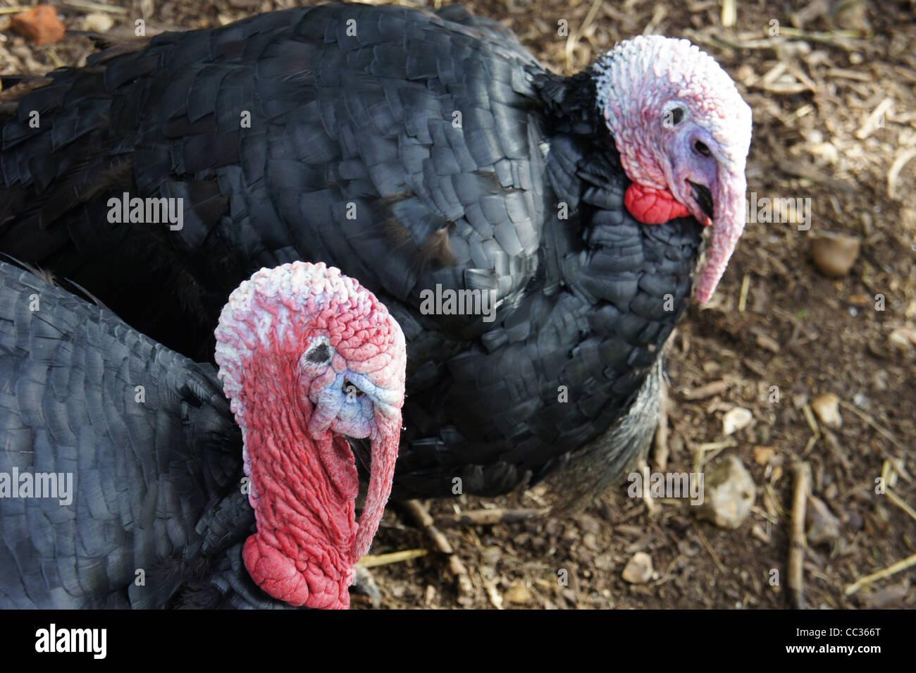 SONY DSC , Black Norfolk Turkeys scratching for worms. Stock Photo