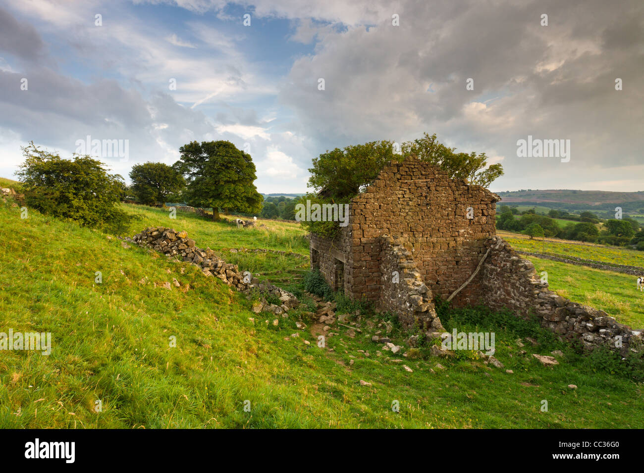 An abandoned farm building in a Derbyshire field in the late afternoon. Stock Photo