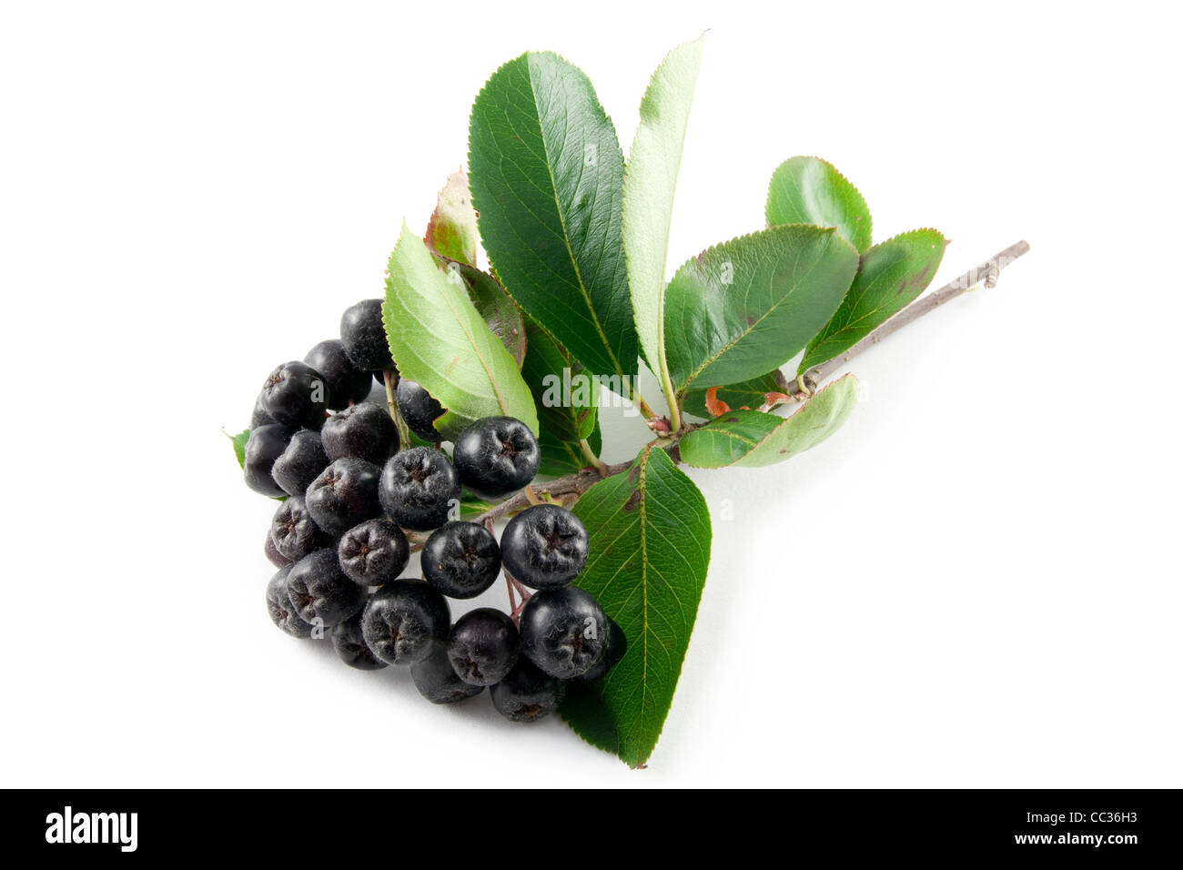 Black Aronia berries on a white background Stock Photo