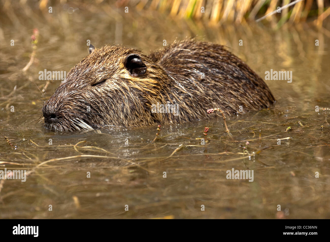 Nutria, Myocastor coypus, looking for fooder in a pond, Camargue, France Stock Photo