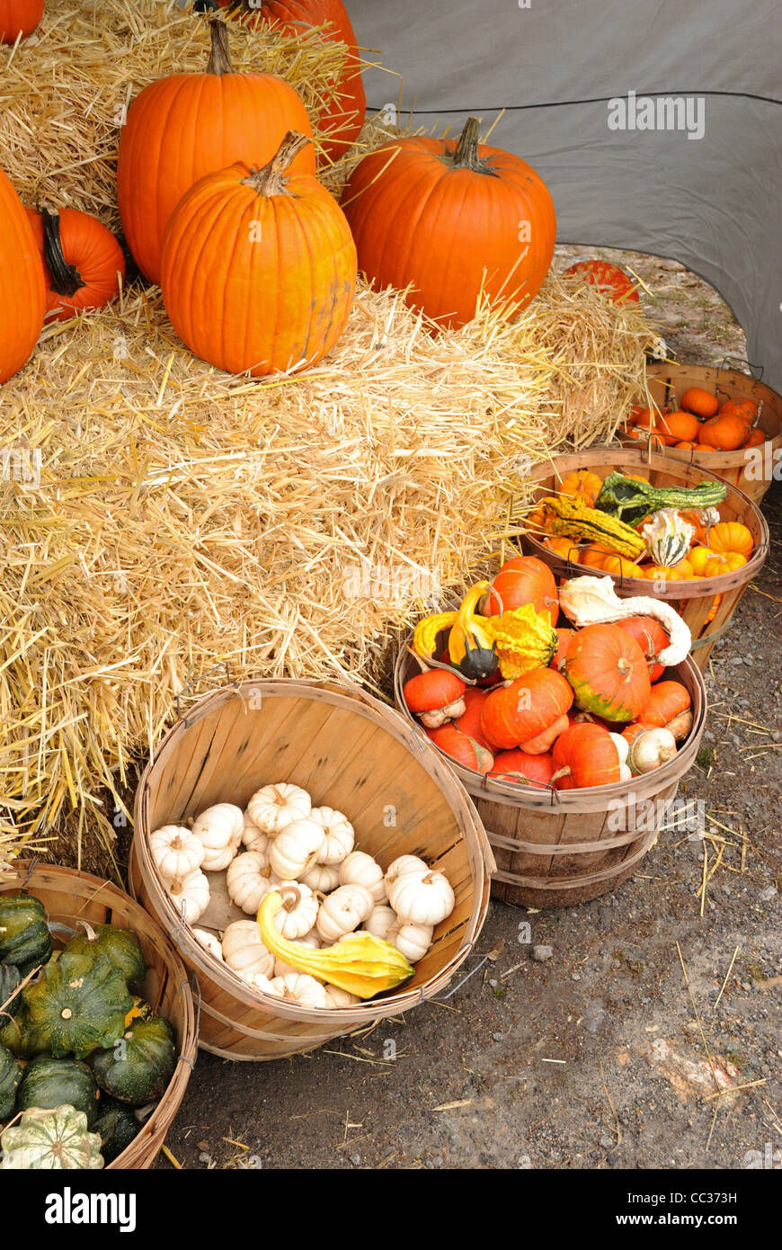 Bushel baskets of gourds and squash Stock Photo Alamy