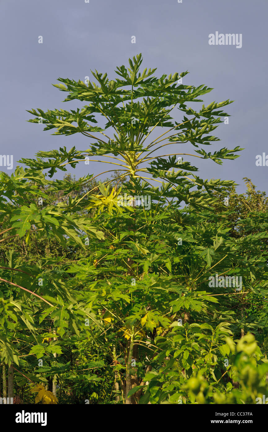 Papaya plant in the mountains of Honduras Stock Photo