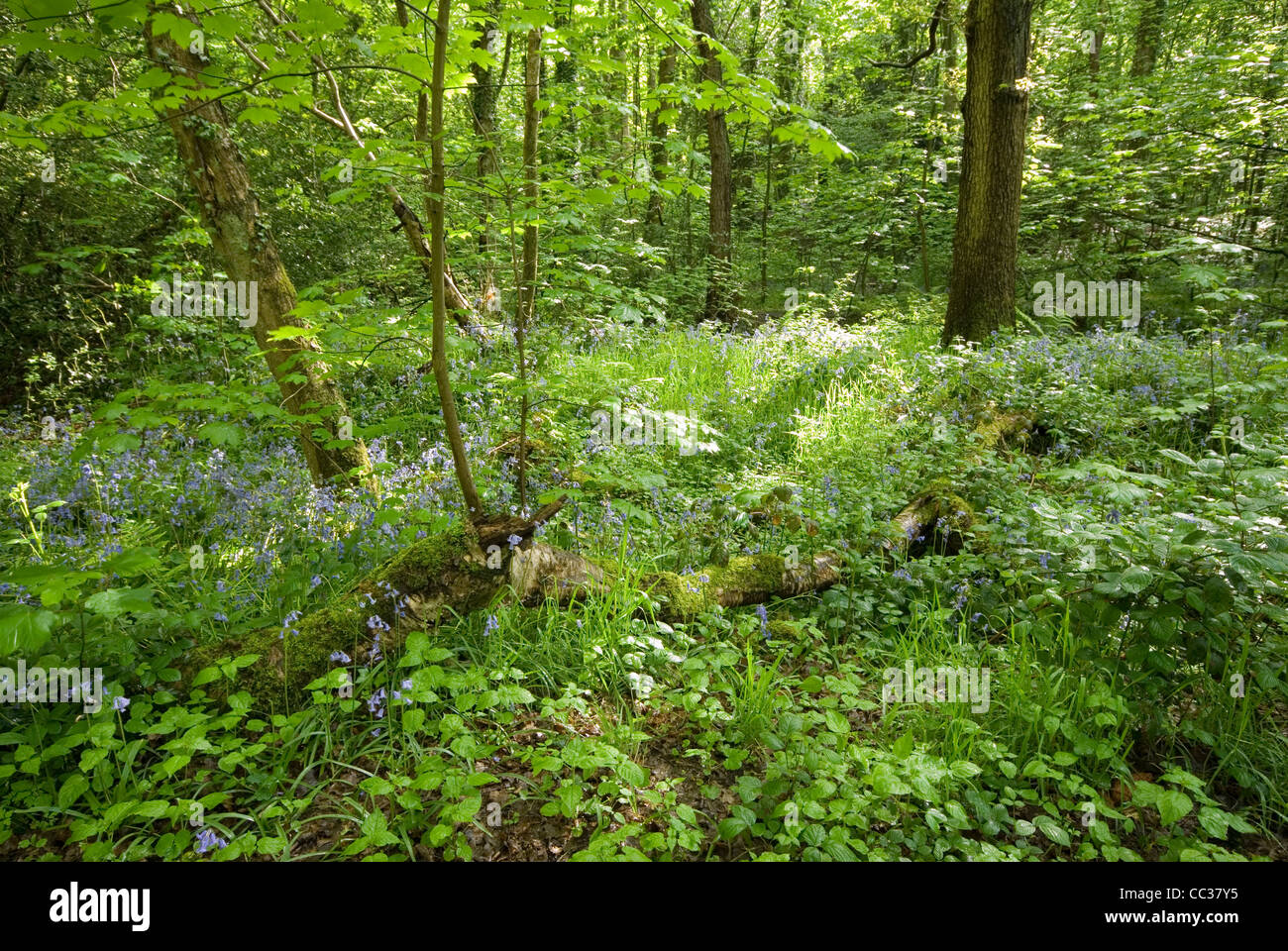 Ecclesall Woods - Sheffield Stock Photo
