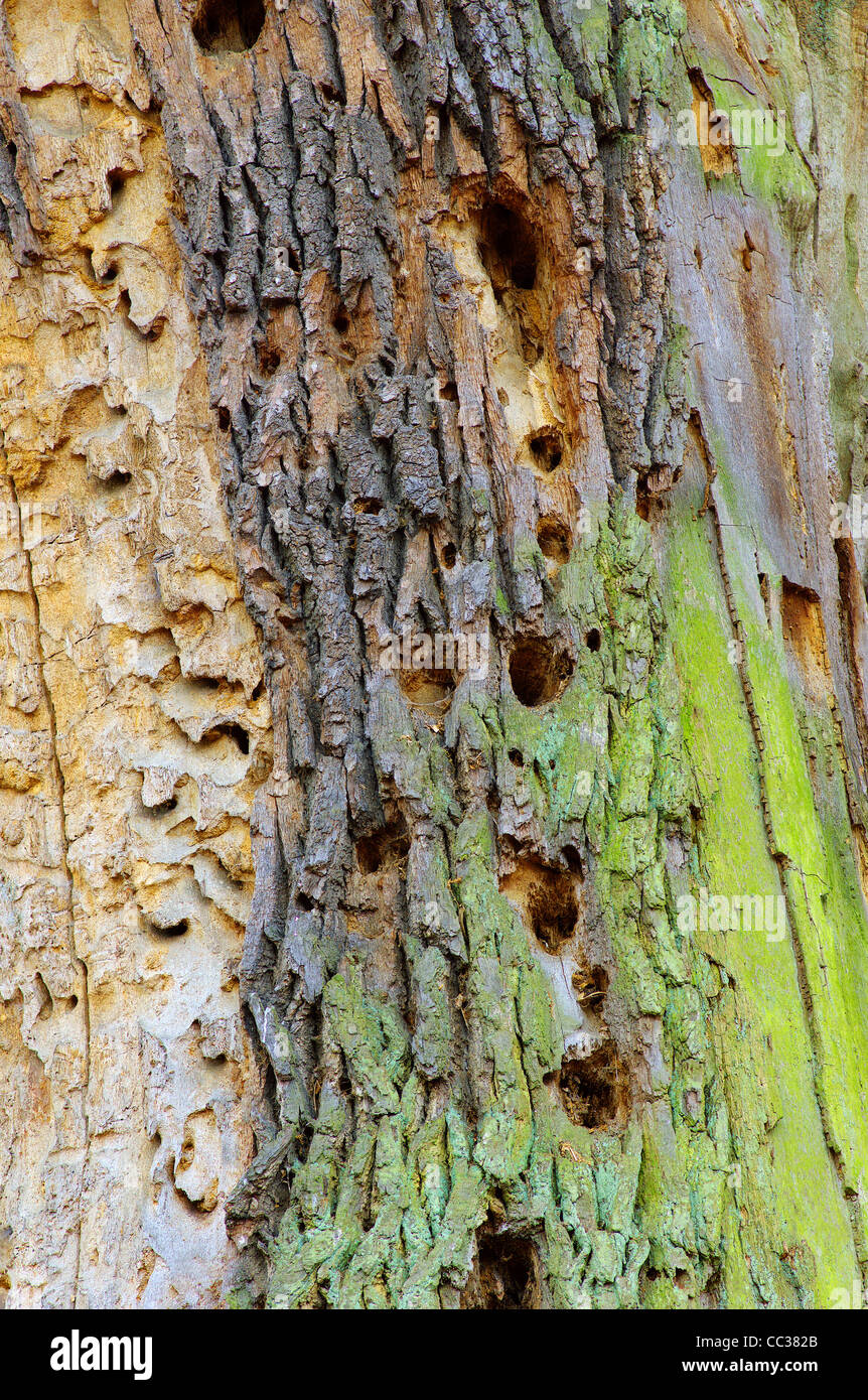 Infested oak tree destroyed by wood peckers Stock Photo