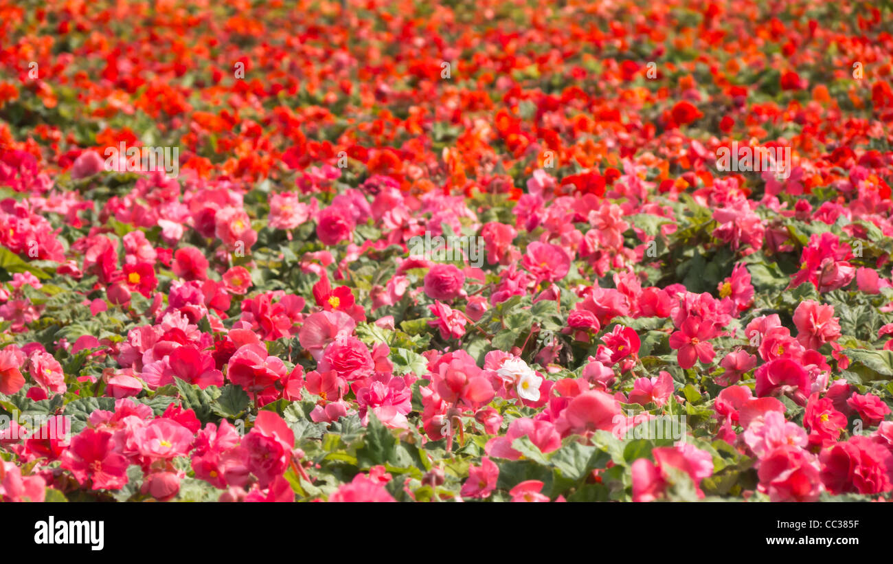 Flower Field Stock Photo