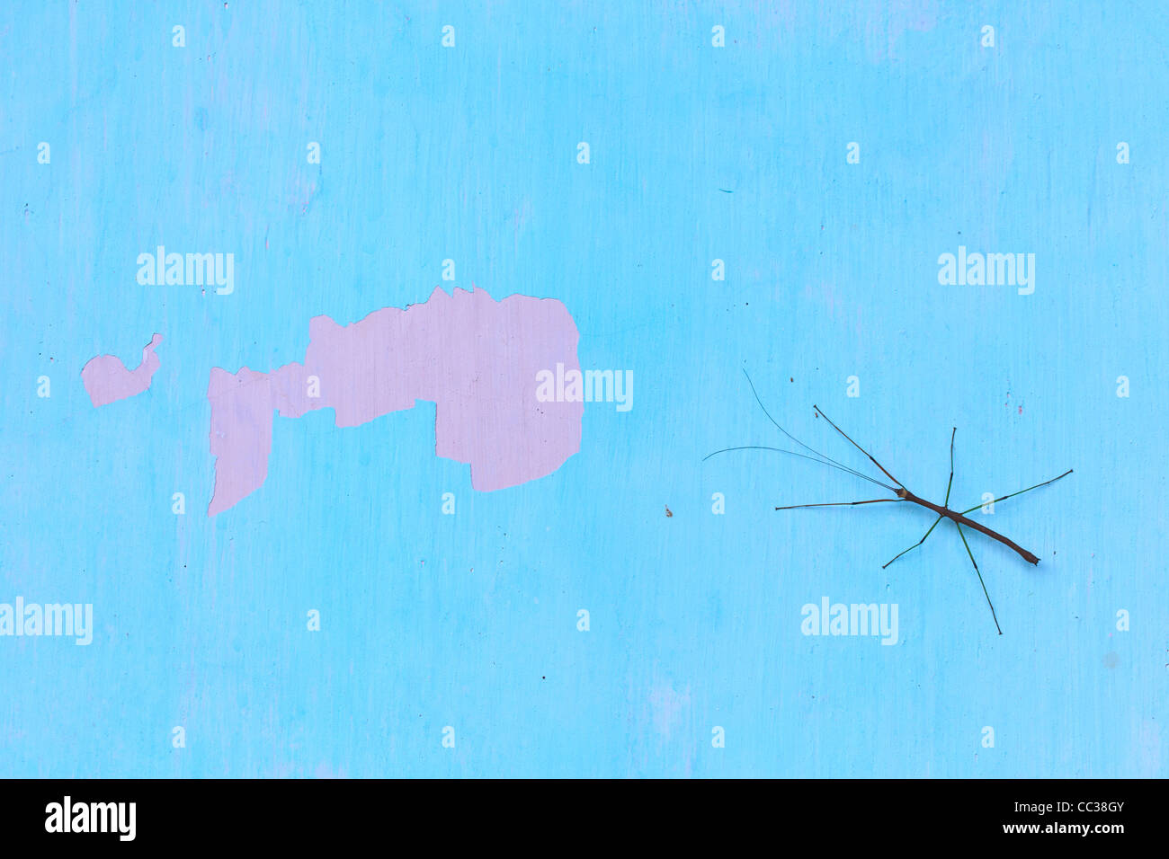 Stick Insect (Phasmida) in a wall of a forest shelter. Bach Ma National ...