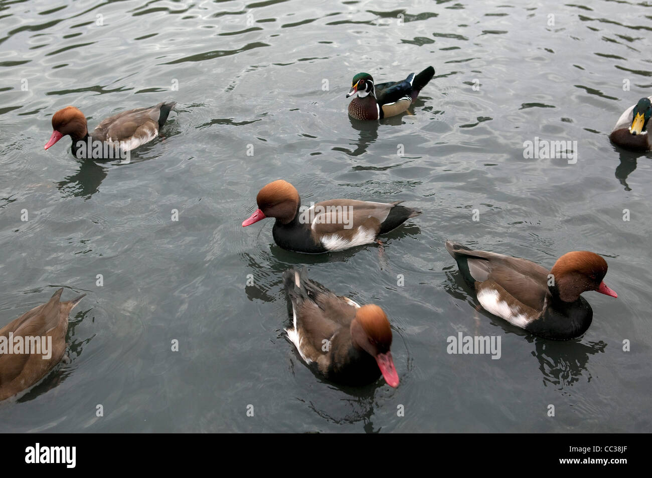 Redhead ducks floating on lake Stock Photo - Alamy