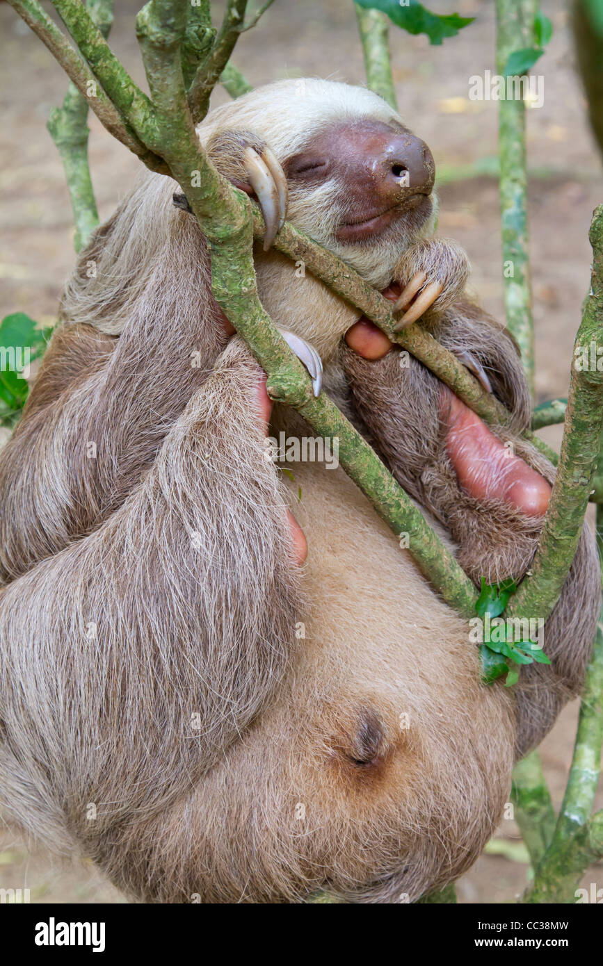 Hoffmann's two-toed sloth (Choloepus hoffmanni) sleeping. Stock Photo