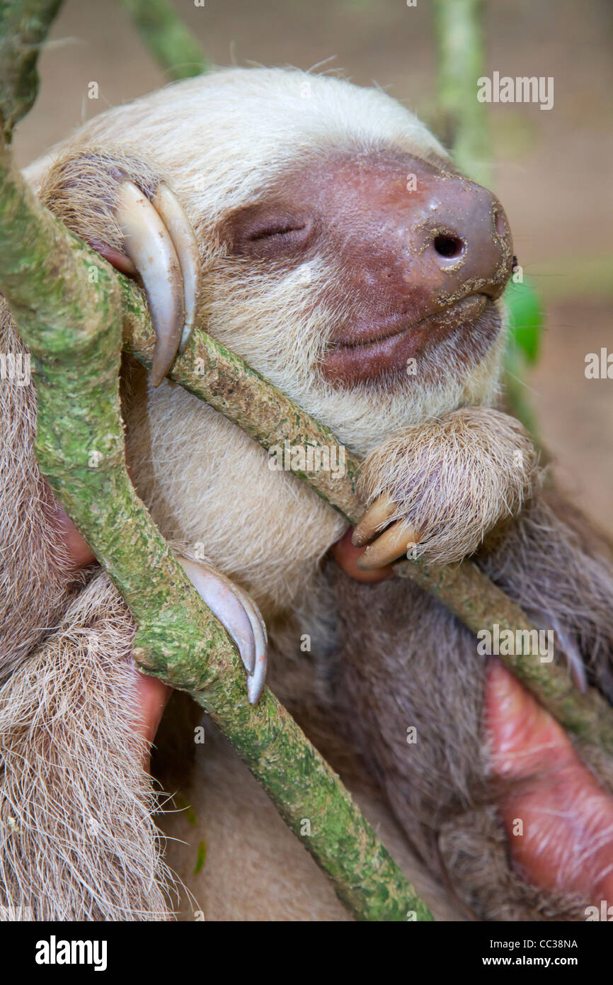 Hoffmann's two-toed sloth (Choloepus hoffmanni) sleeping. Stock Photo