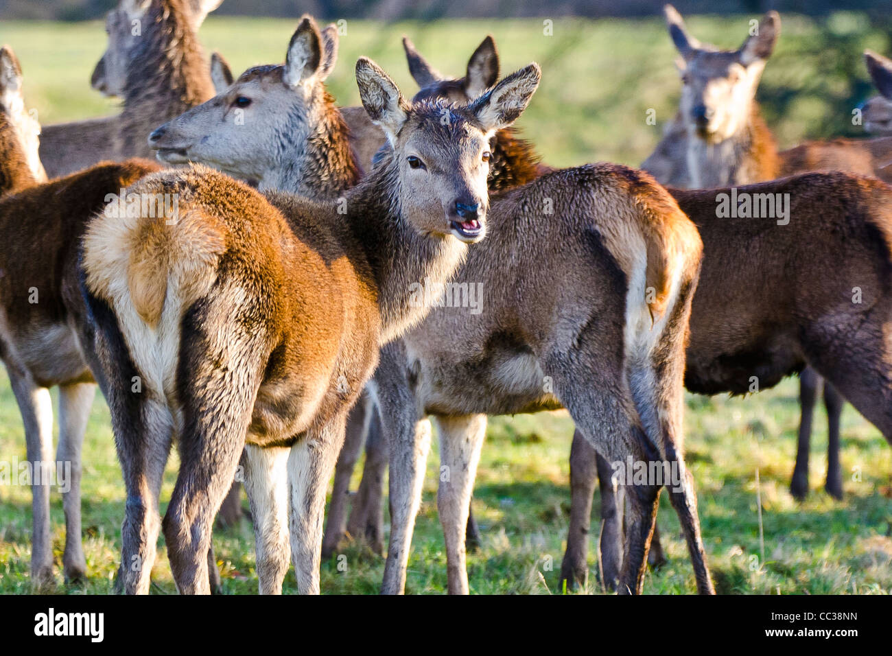 Various Shots from Fountains Abbey Deer Park Stock Photo Alamy