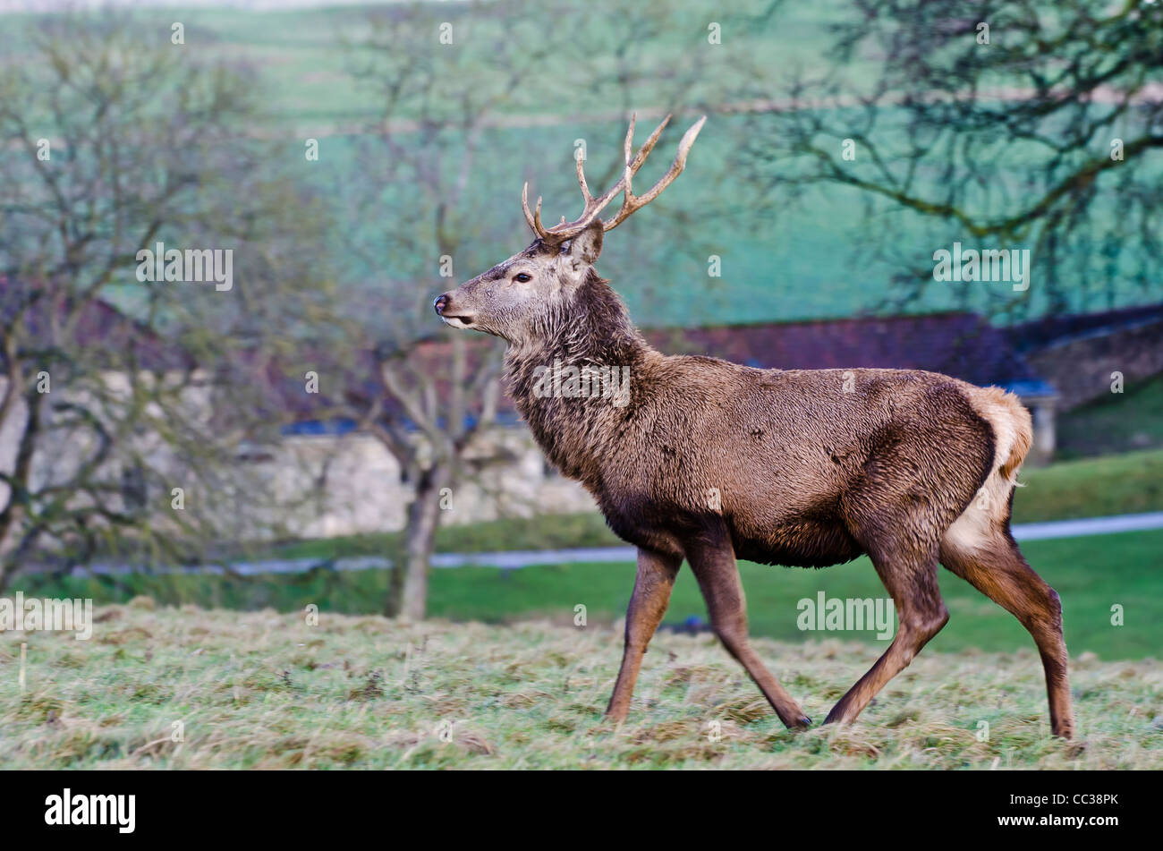 Fountains Abbey Deer Park Red Deer Stag Stock Photo Alamy
