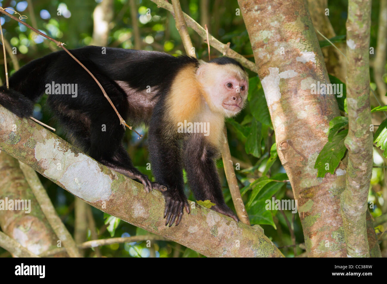 white-headed capuchin (Cebus capucinus) in a tree, Costa Rica Stock Photo