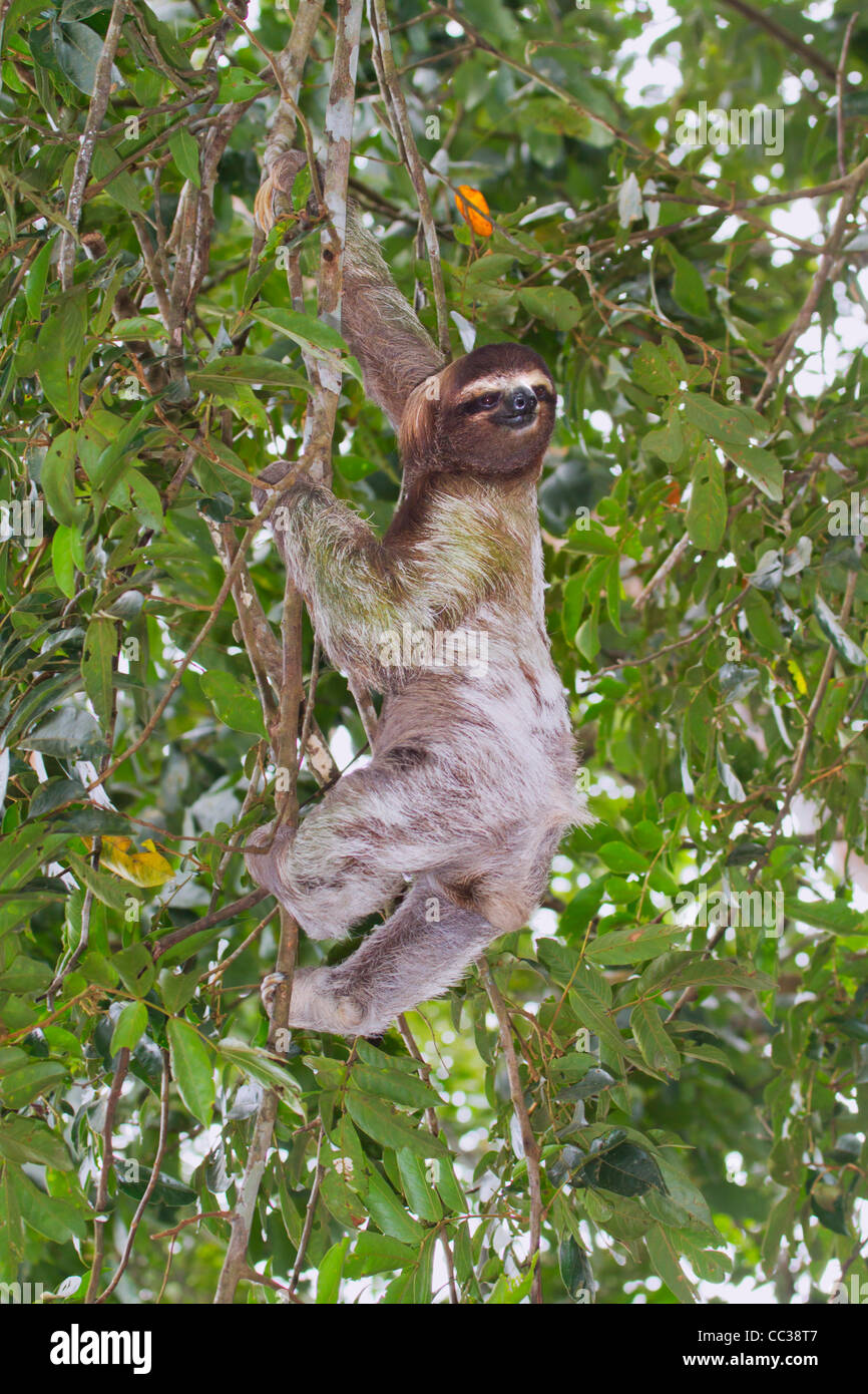 Three-toed brown-throated sloth (Bradypus variegatus) in the rainforest canopy. Stock Photo