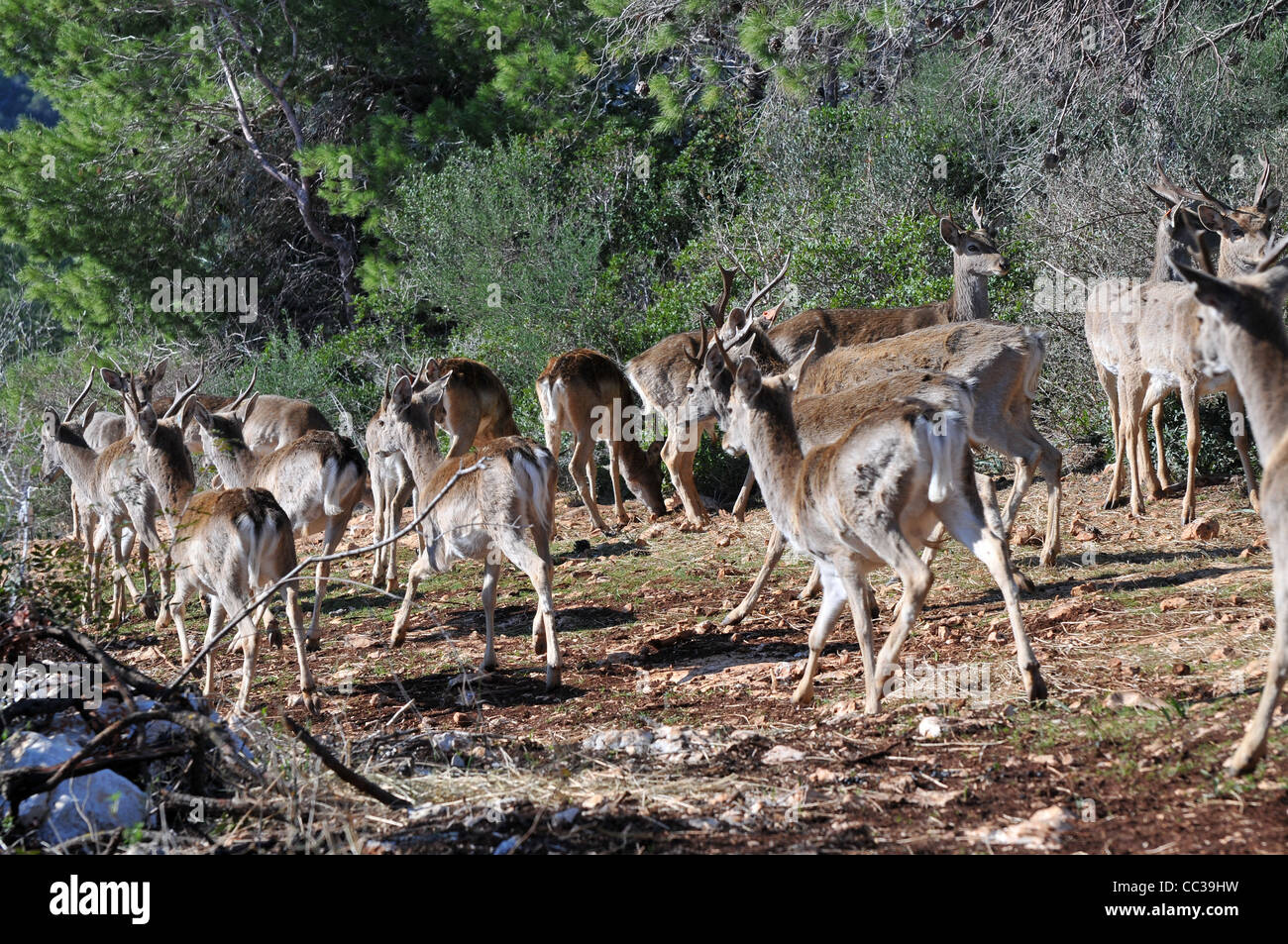 Persian Fallow Deer in the Hi-Bar Nature reserve, Carmel, Israel, Photo by Shay Levy Stock Photo