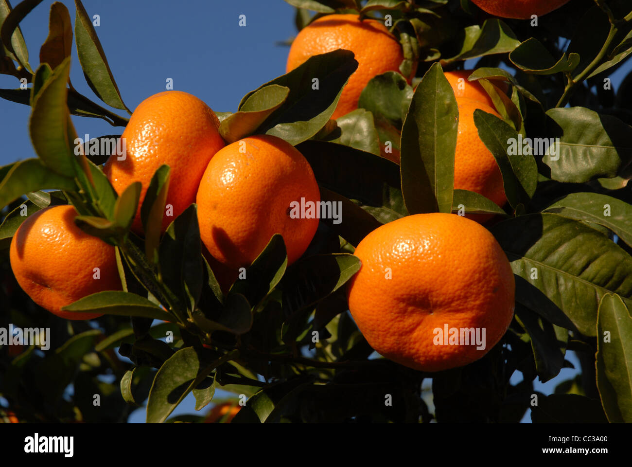 ripe mandarin oranges growing on a tree, Pedreguer, Alicante Province