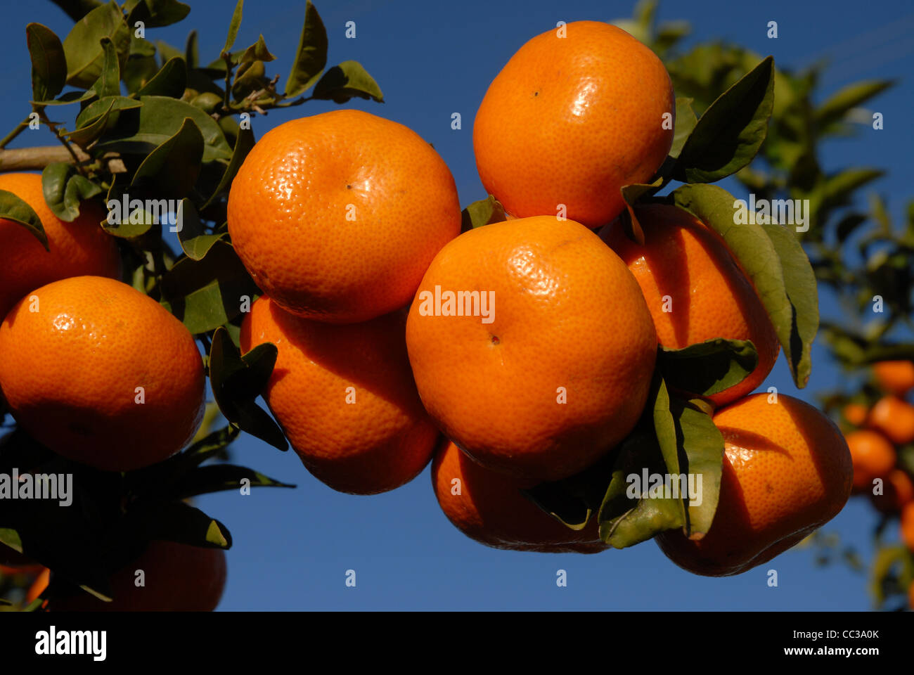 ripe mandarin oranges growing on a tree, Pedreguer, Alicante Province