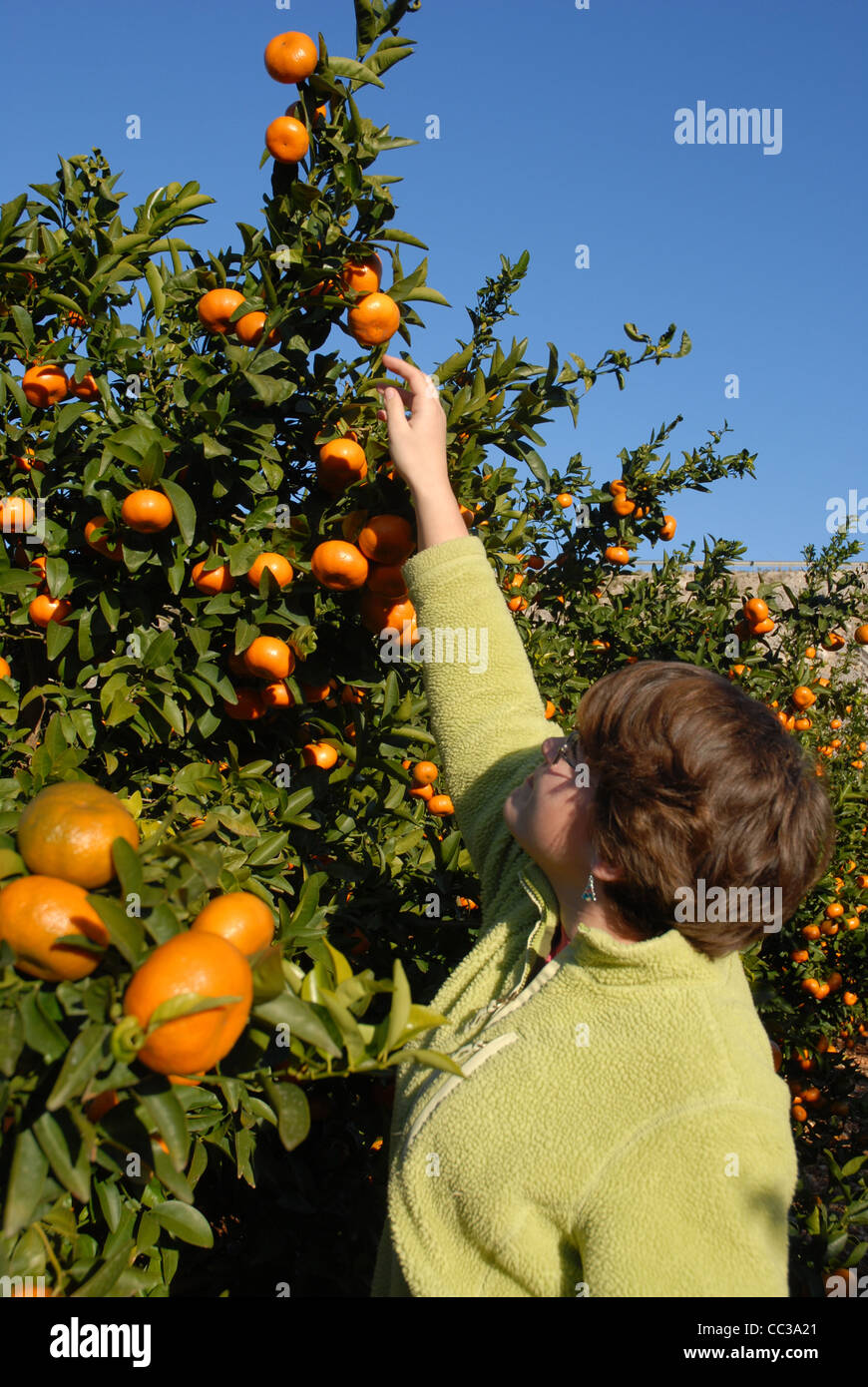 teenage girl picking ripe oranges from a tree, Pedreguer, Alicante Province, Comunidad Valencia, Spain Stock Photo