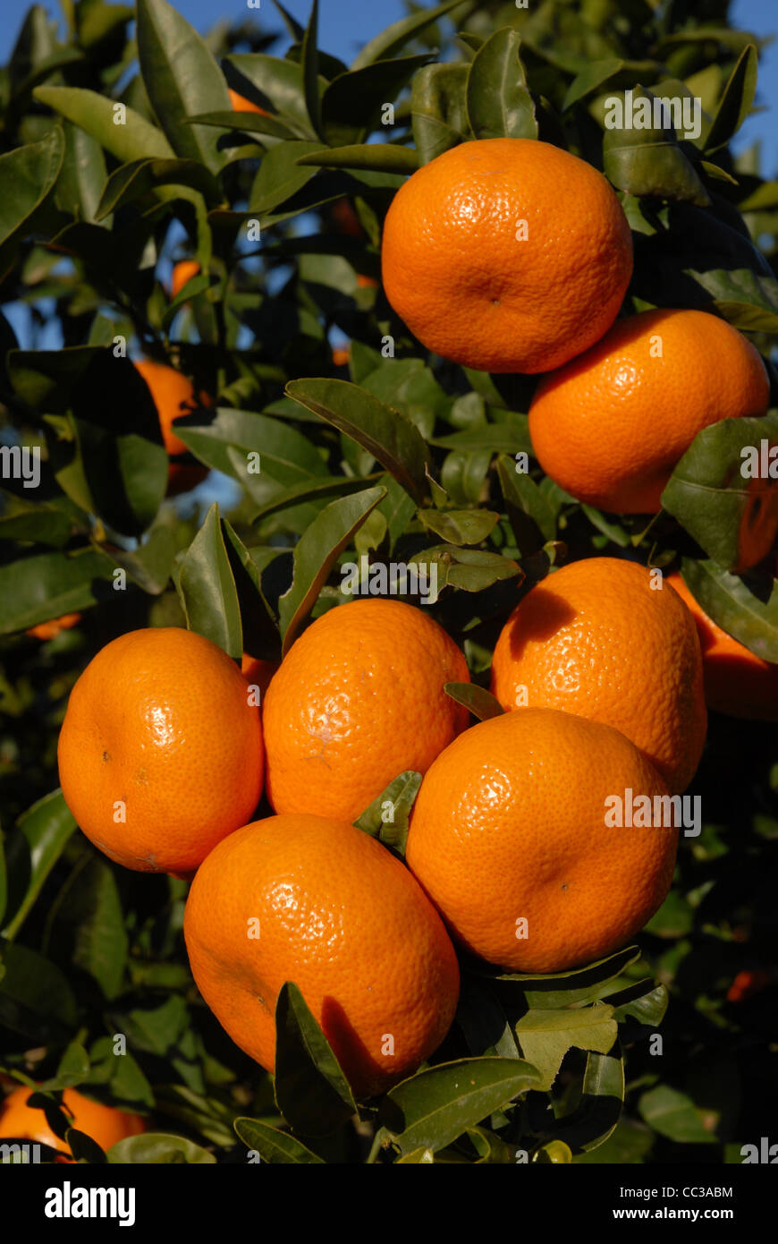 ripe mandarin oranges growing on a tree, Pedreguer, Alicante Province