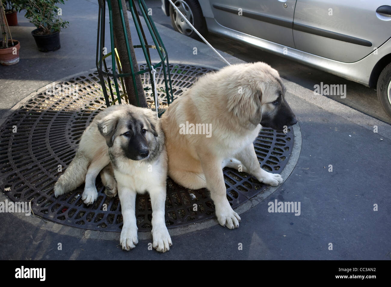 France young sad hi-res stock photography and images - Alamy