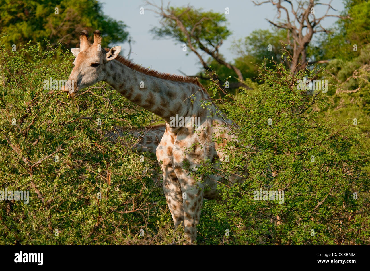 Africa Botswana Tuba Tree-Close up of Giraffe in bushes (Giraffa camelopardalis) Stock Photo
