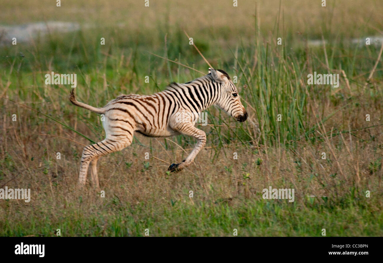 Africa zebra jump hires stock photography and images Alamy