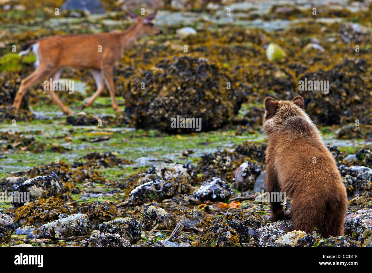 Coastal Grizzly bear cub looking at passing deer, at low tide on the British Columbia Mainland, Canada Stock Photo