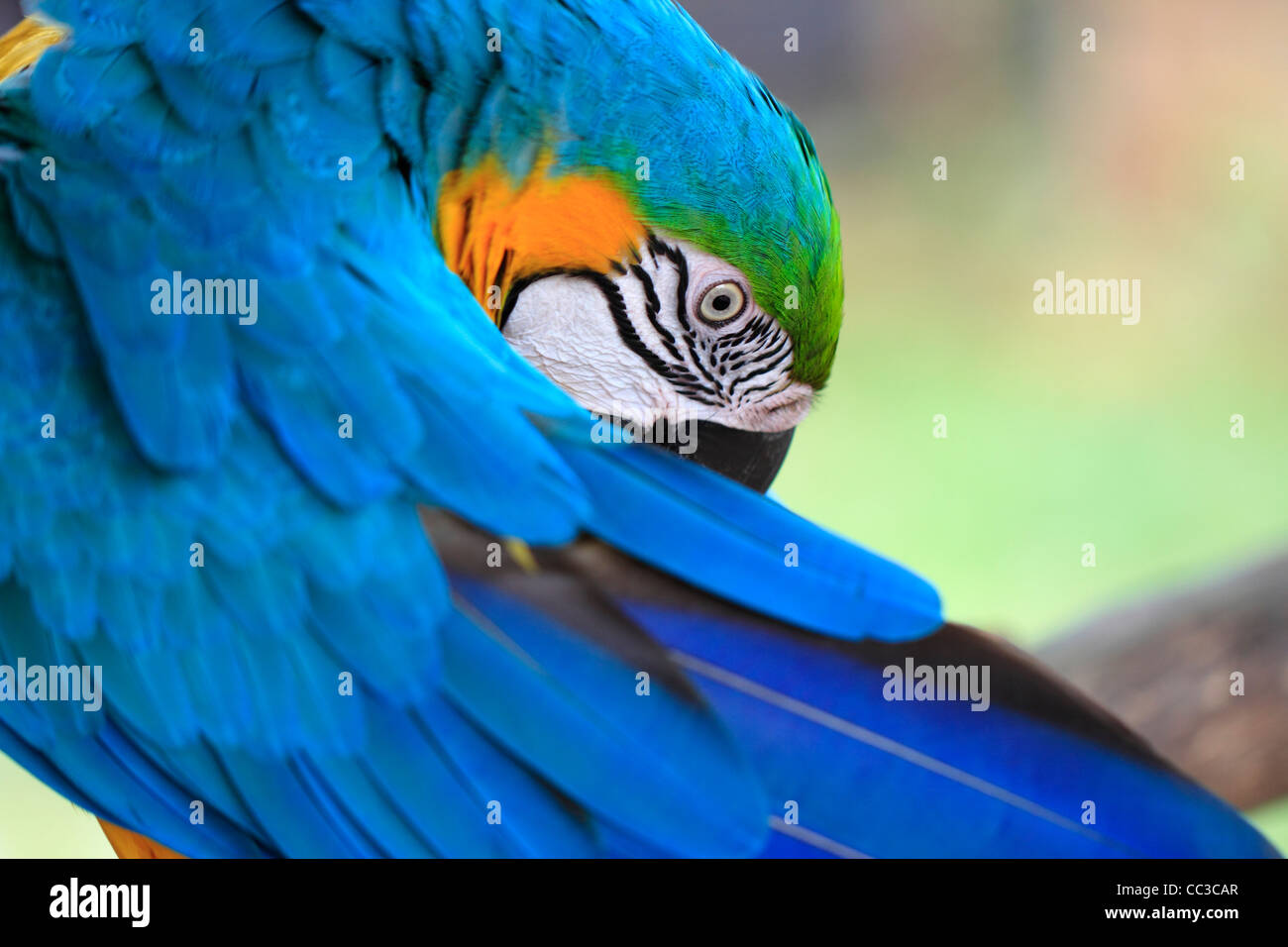 A beautiful & colorful parrot is posing in front of people at bird park Stock Photo