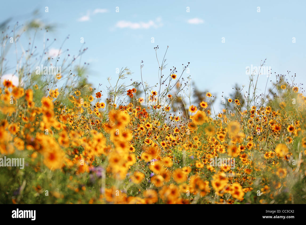 Field of wildflowers blossom. Stock Photo