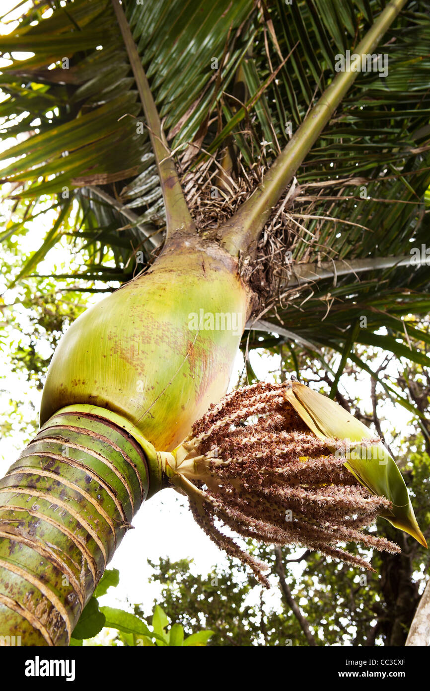 flowering Nikau palms in flower, New Zealand native palm with flowers