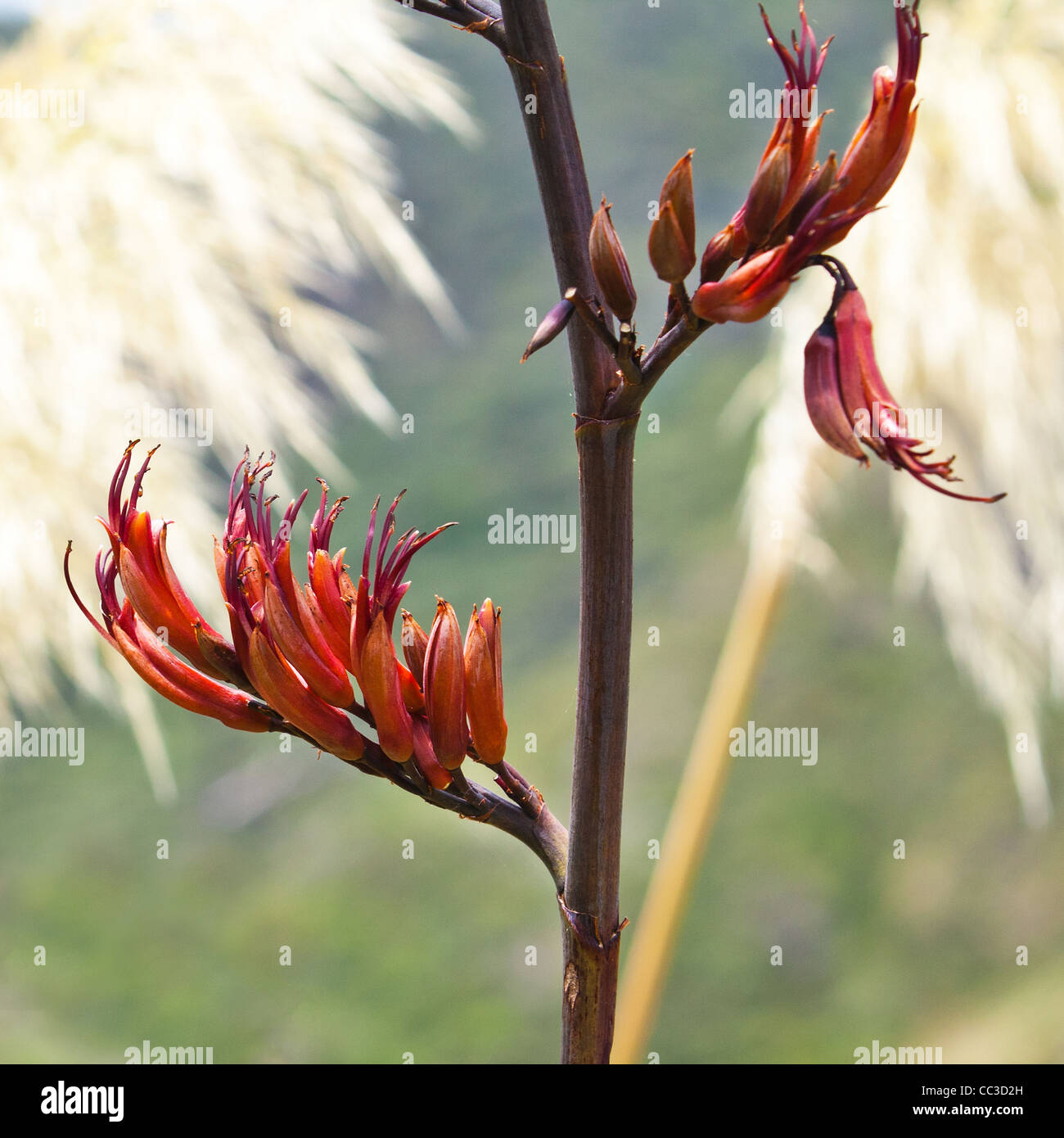 New Zealand plant Flax ( phormium ) beautiful flowers at kare kare