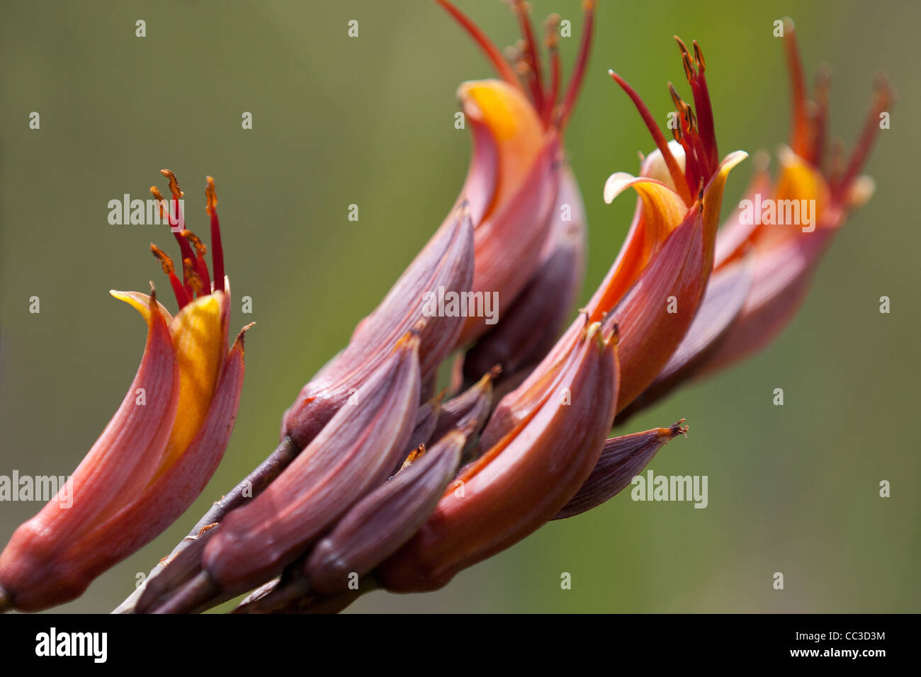 New Zealand plant Flax ( phormium ) beautiful flowers at kare kare beach and mt zion track in north island, auckland, waitakere Stock Photo